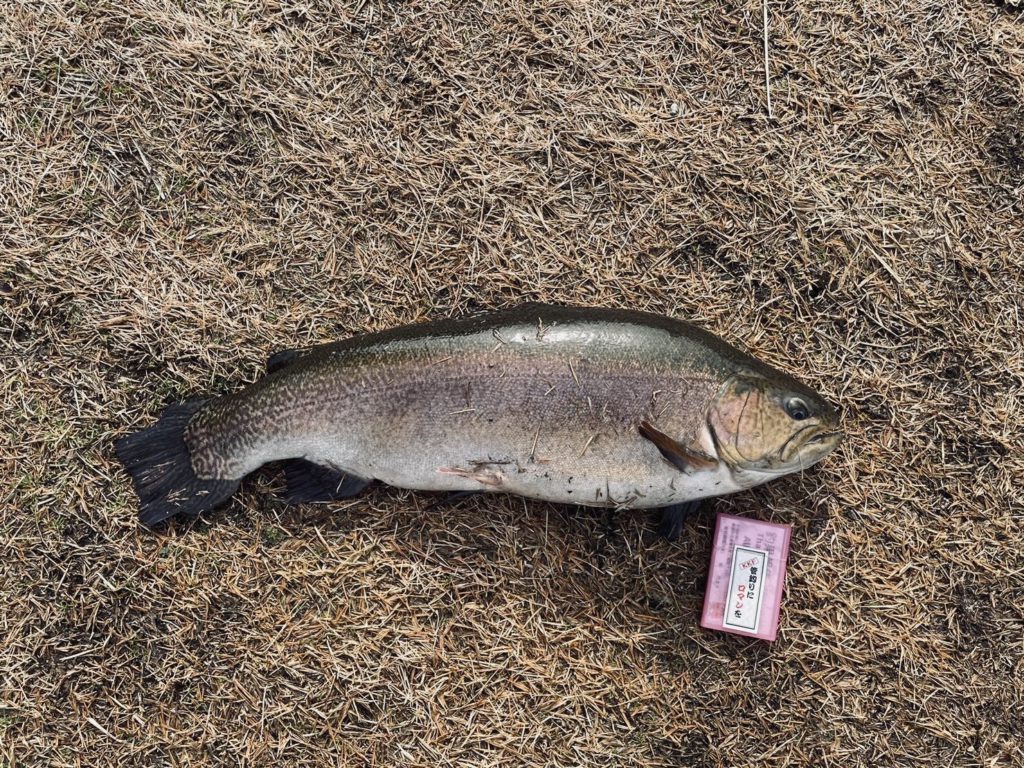 【驚ロック６５ｃｍ】全体