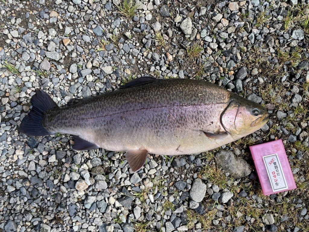 【驚ロック５３ｃｍ】全体