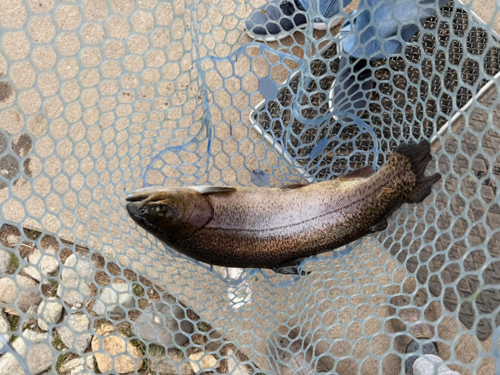 【驚ロック５４ｃｍ】全体