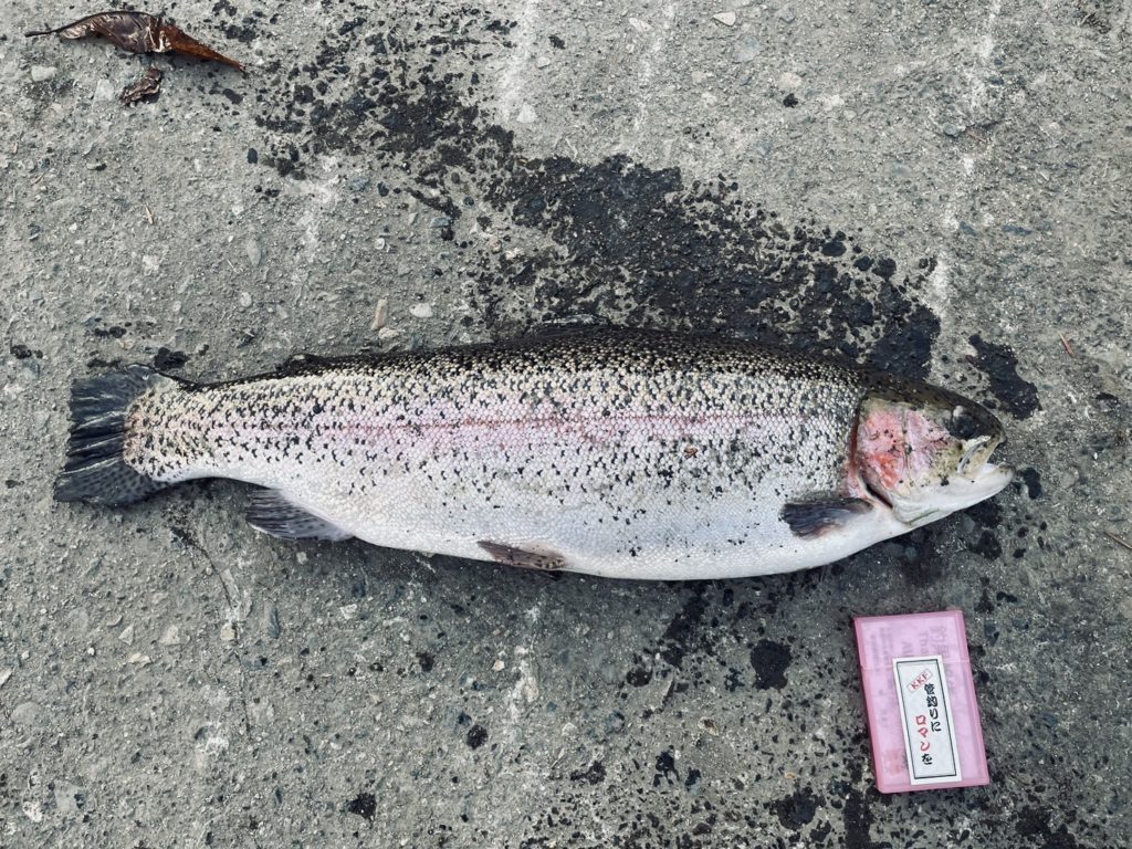 【頂鱒６０ｃｍ】全体