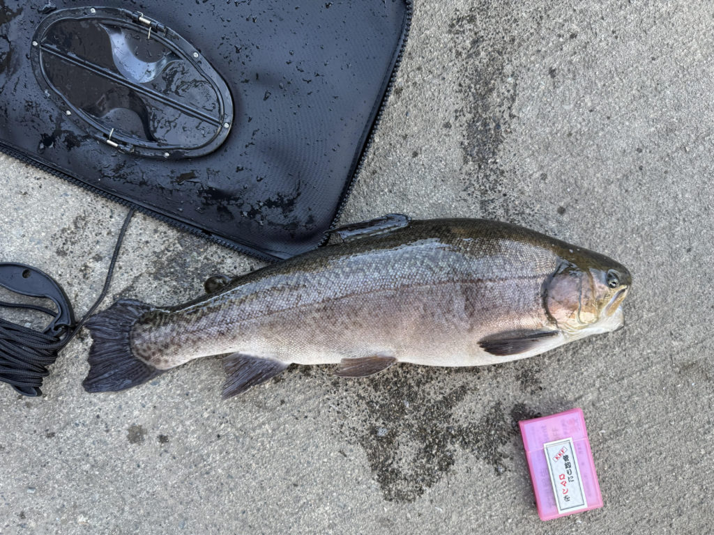 【驚ロック５６ｃｍ】全体