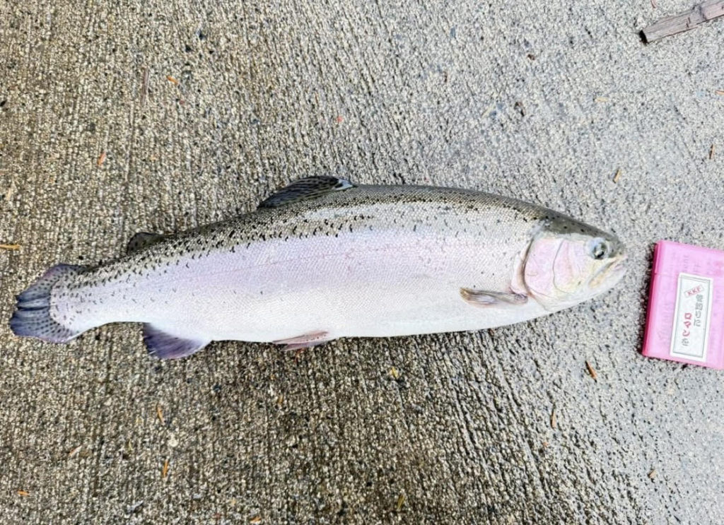 【頂鱒５３ｃｍ】全体