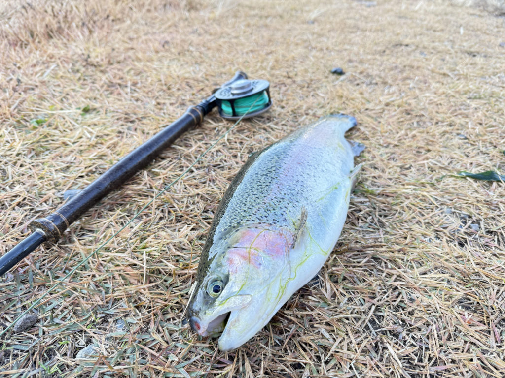 【頂鱒５１ｃｍ】全体