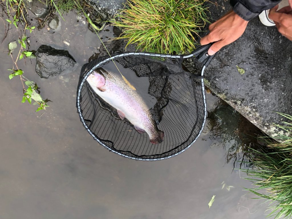 【頂鱒５７ｃｍ】全体