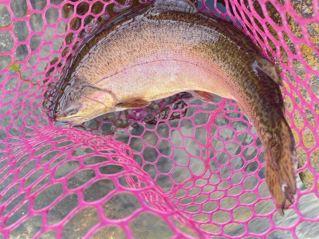 【驚ロック５０ｃｍ】全体