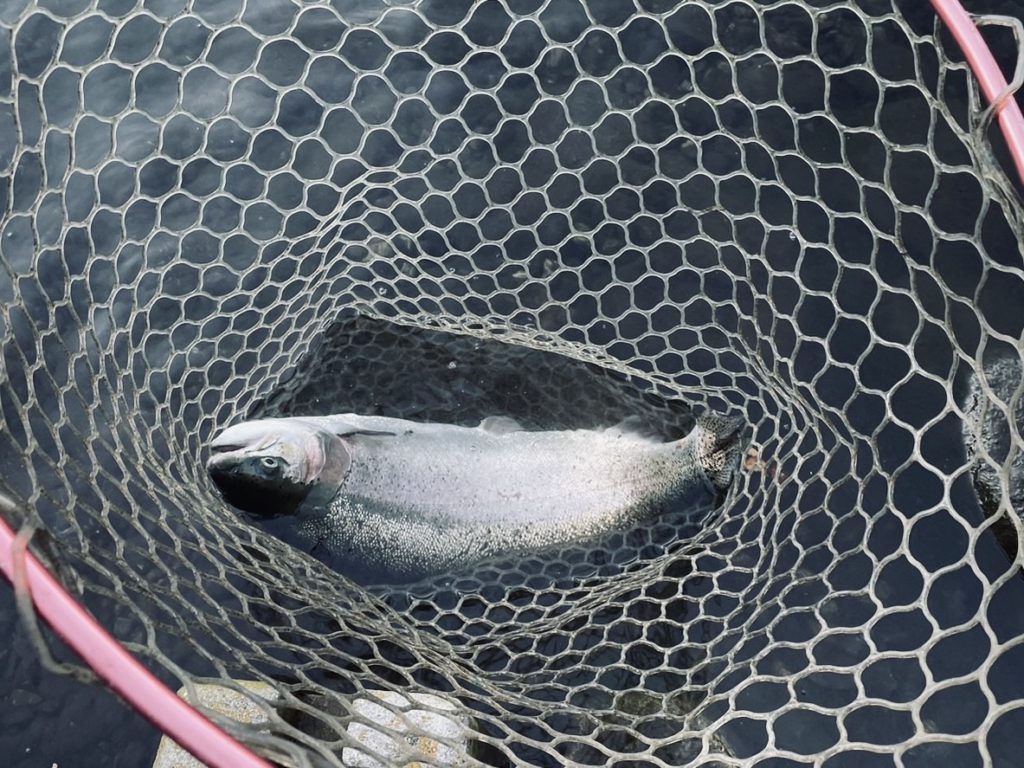 【頂鱒５２ｃｍ】全体