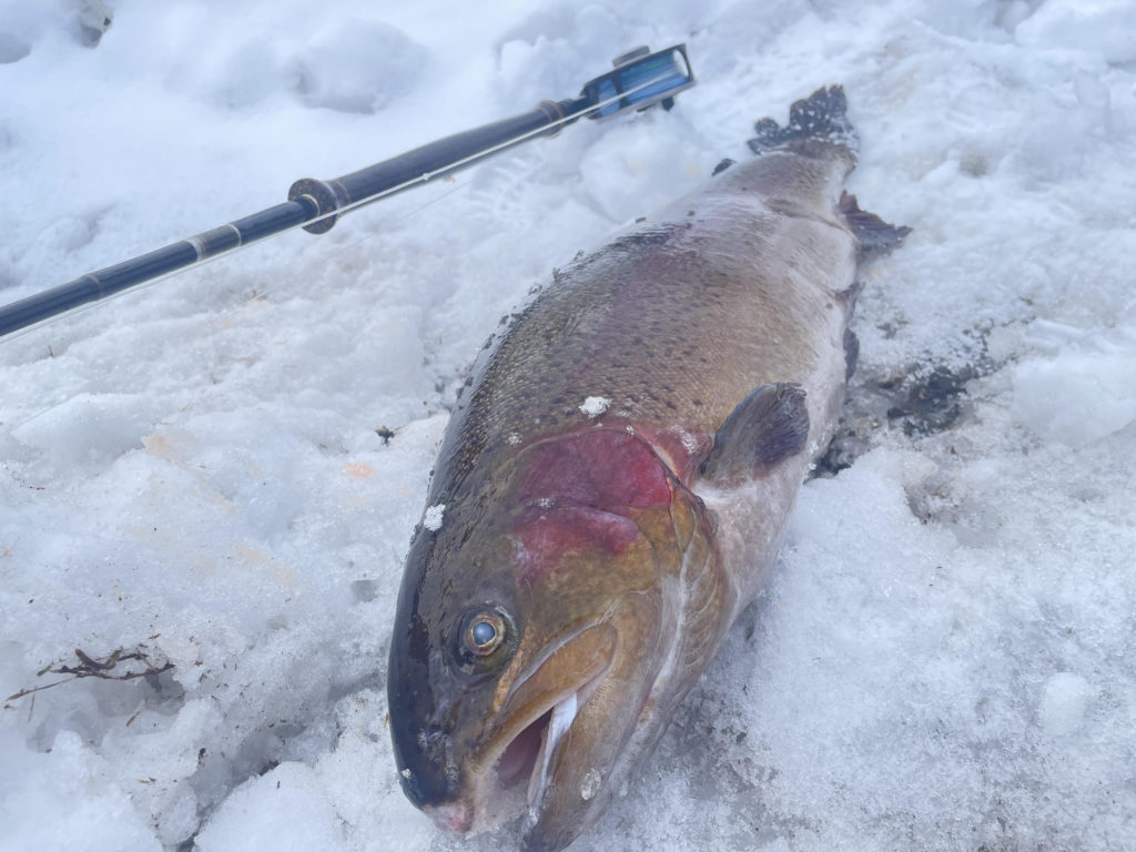 【頂鱒７５ｃｍ】全体