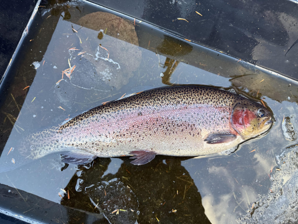 【頂鱒５６ｃｍ】全体