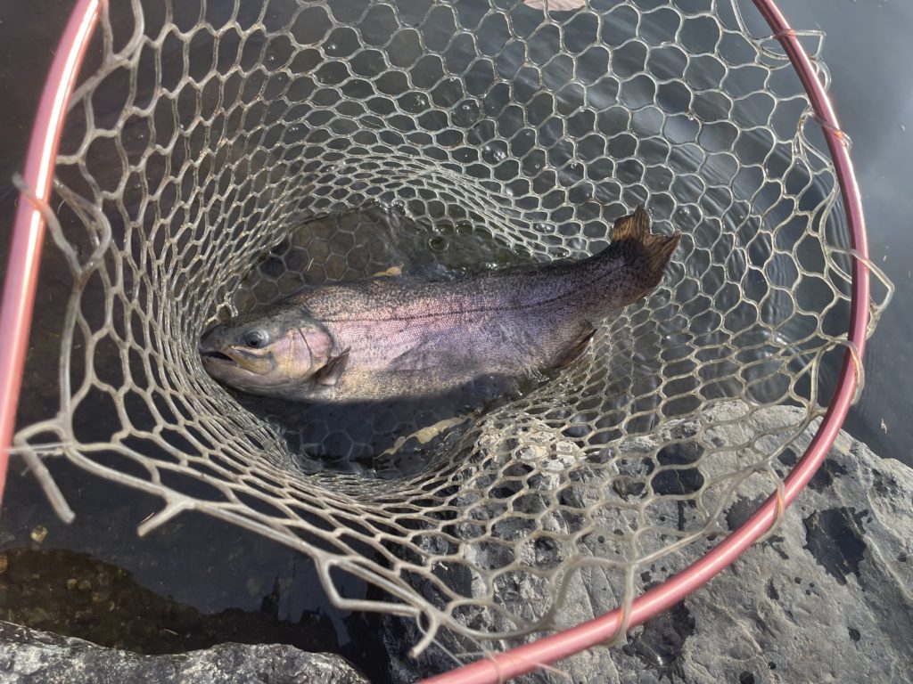 【驚ロック５４ｃｍ】全体