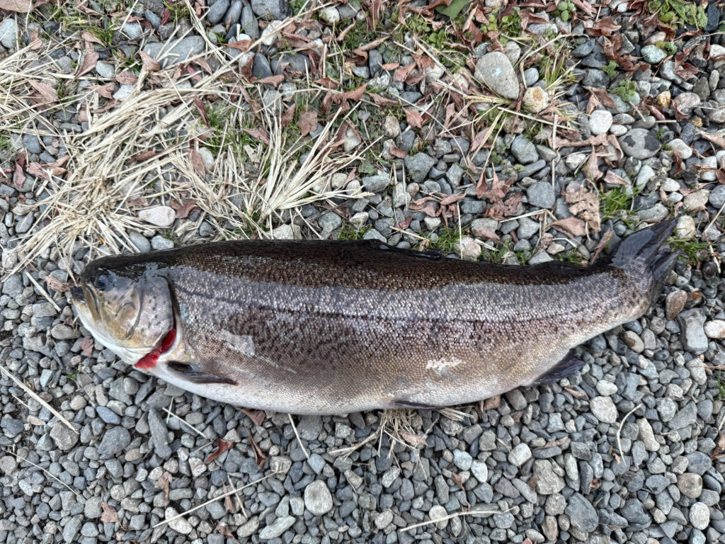 【驚ロック５７ｃｍ】全体