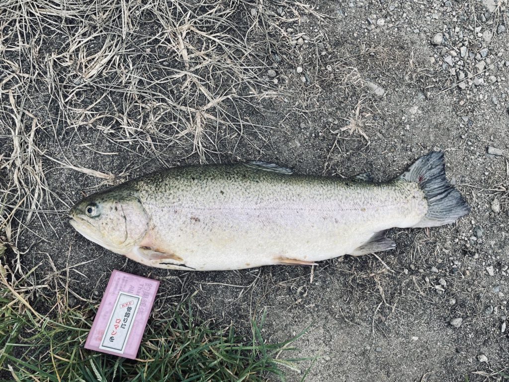 【驚ロック５２ｃｍ】全体