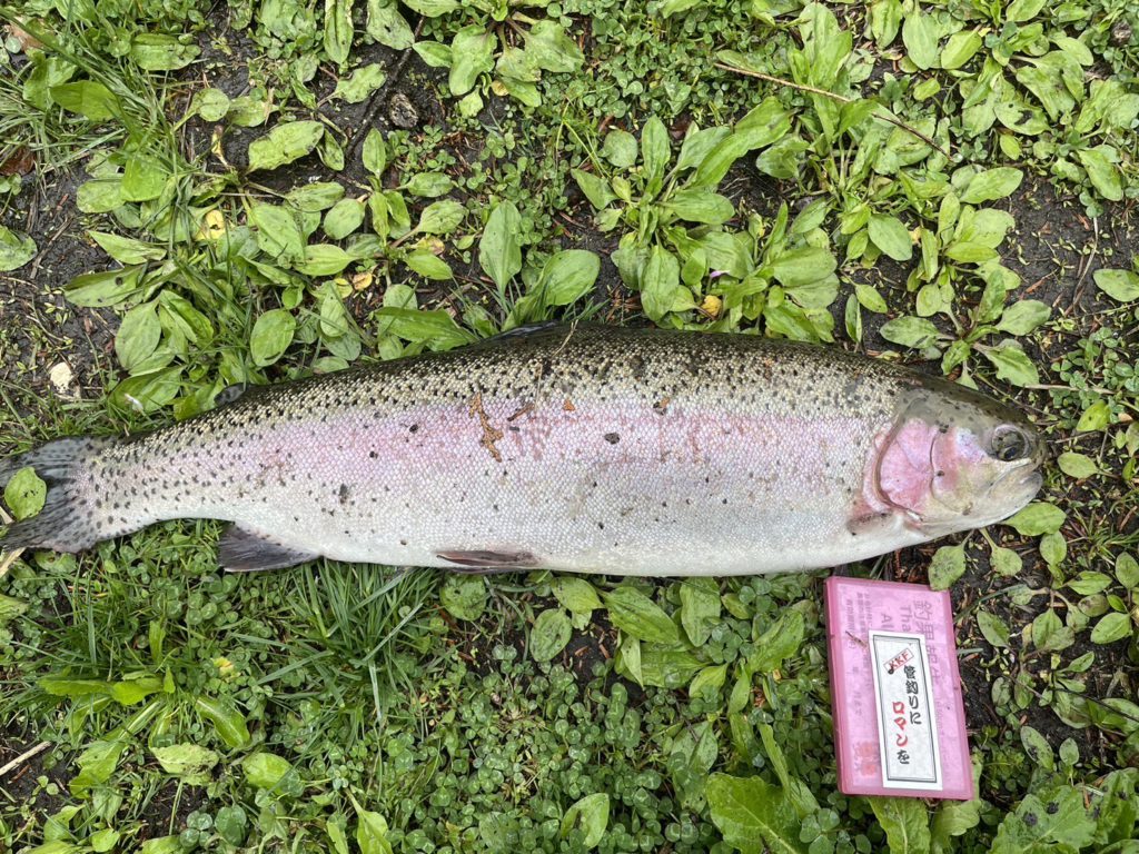 【頂鱒５４ｃｍ】全体