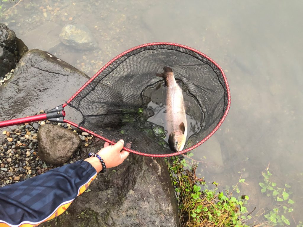 【ロックトラウト５３ｃｍ】全体