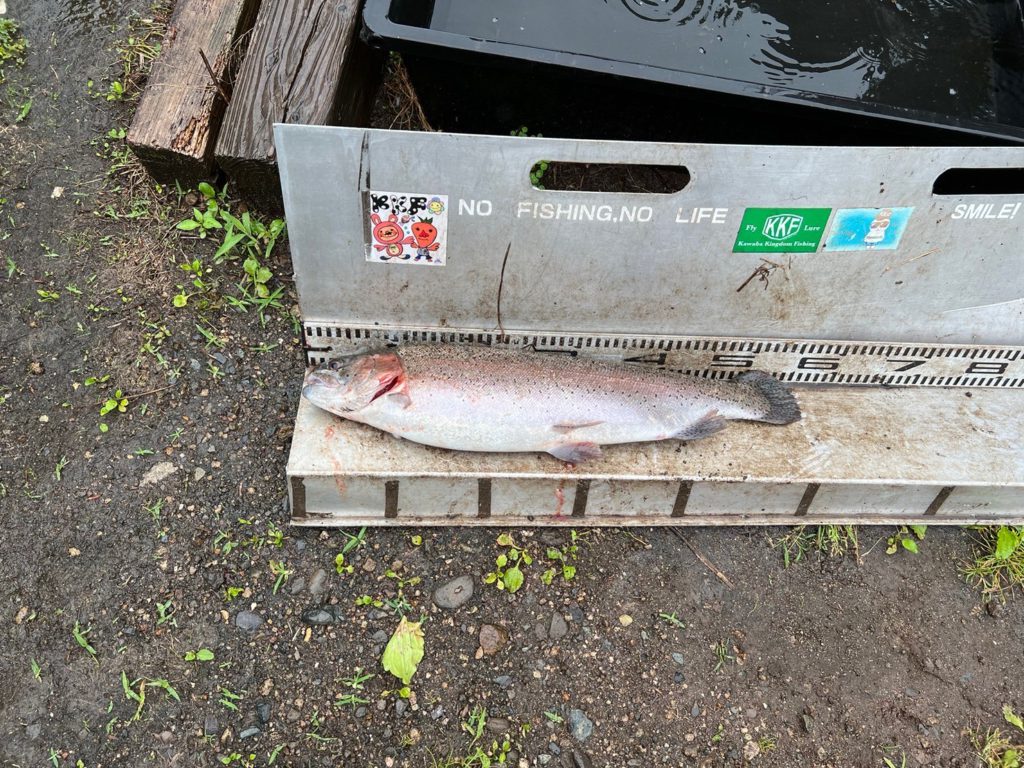 【頂鱒５６ｃｍ】全体