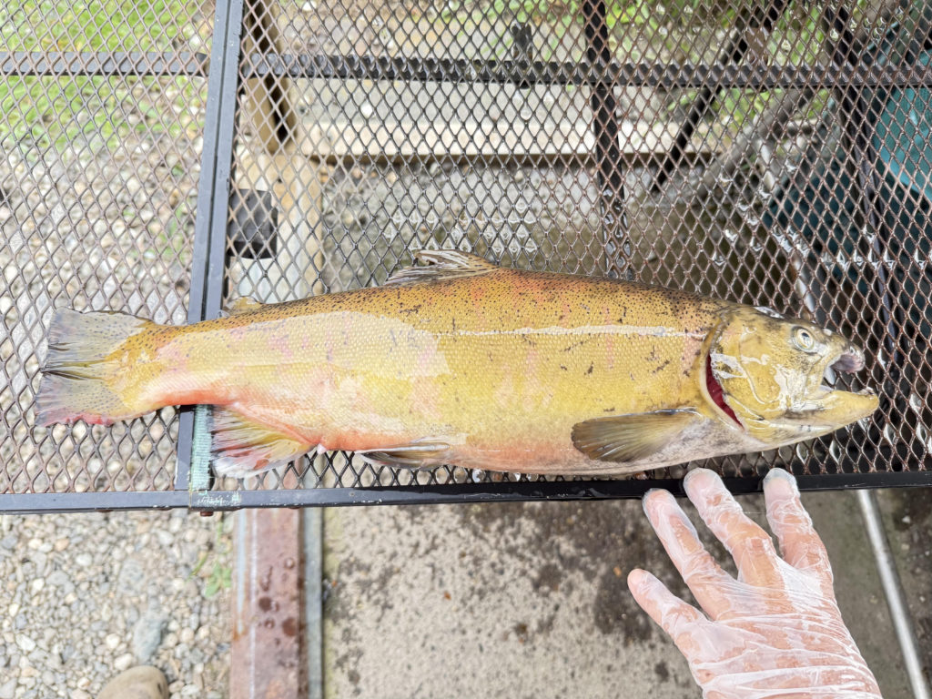 【桜来夢５１ｃｍ】全体