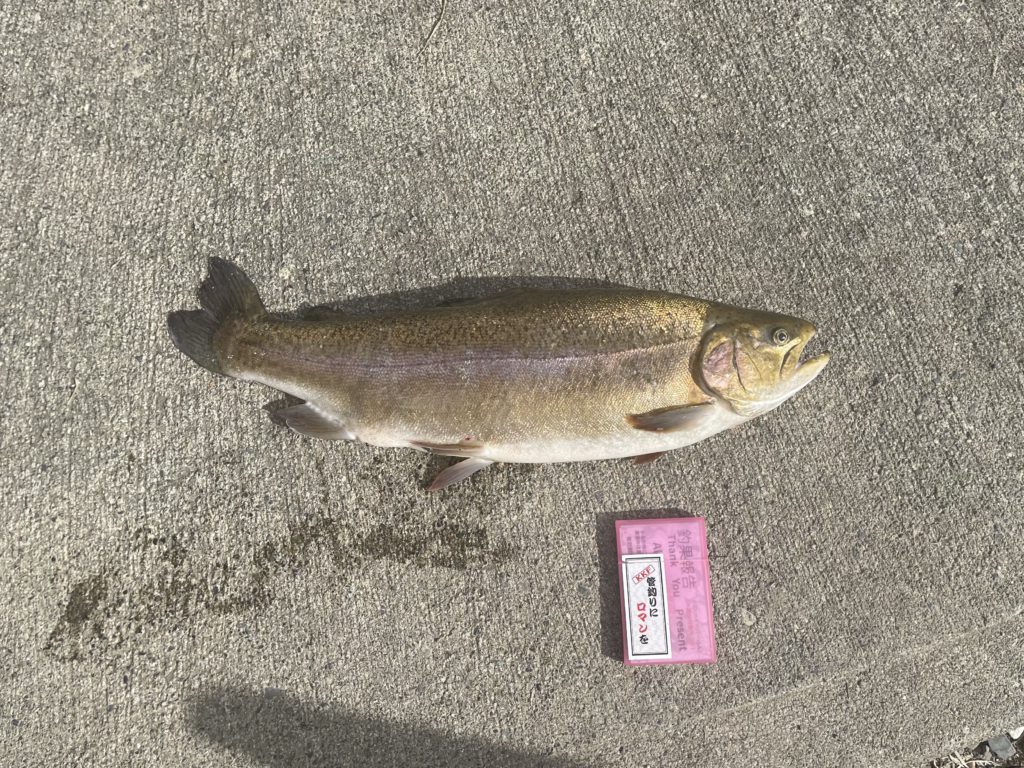 【驚ロック５１ｃｍ】全体