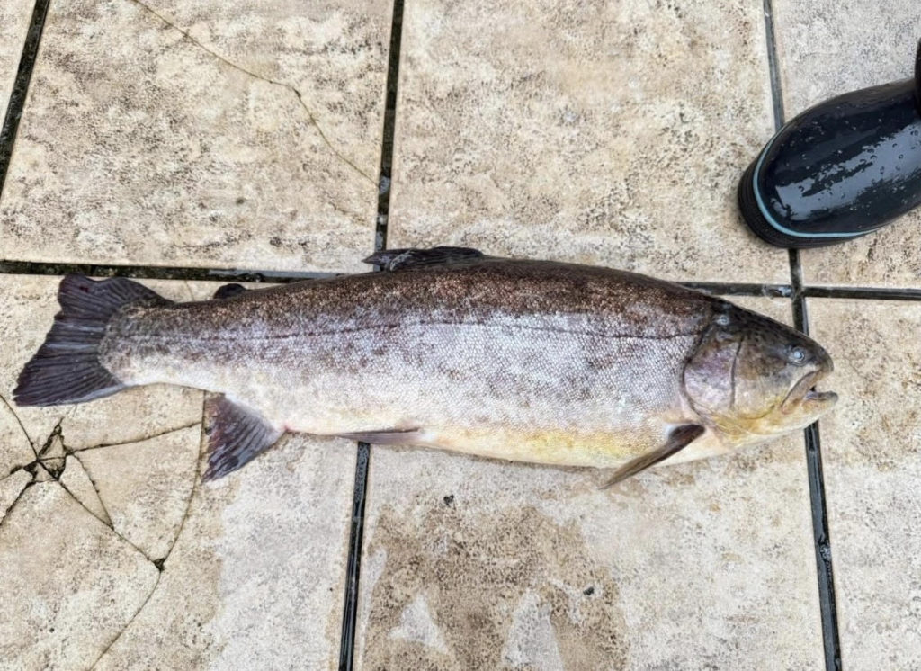 【驚ロック６０ｃｍ】全体