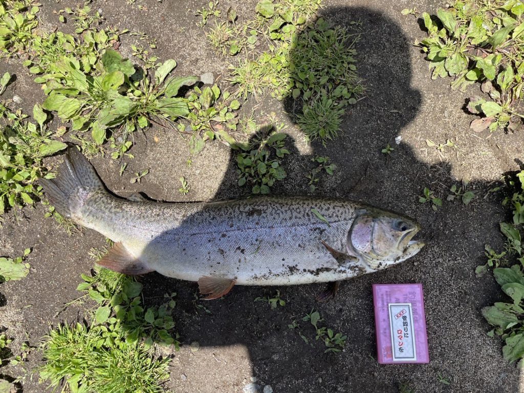 【驚ロック５４ｃｍ】全体