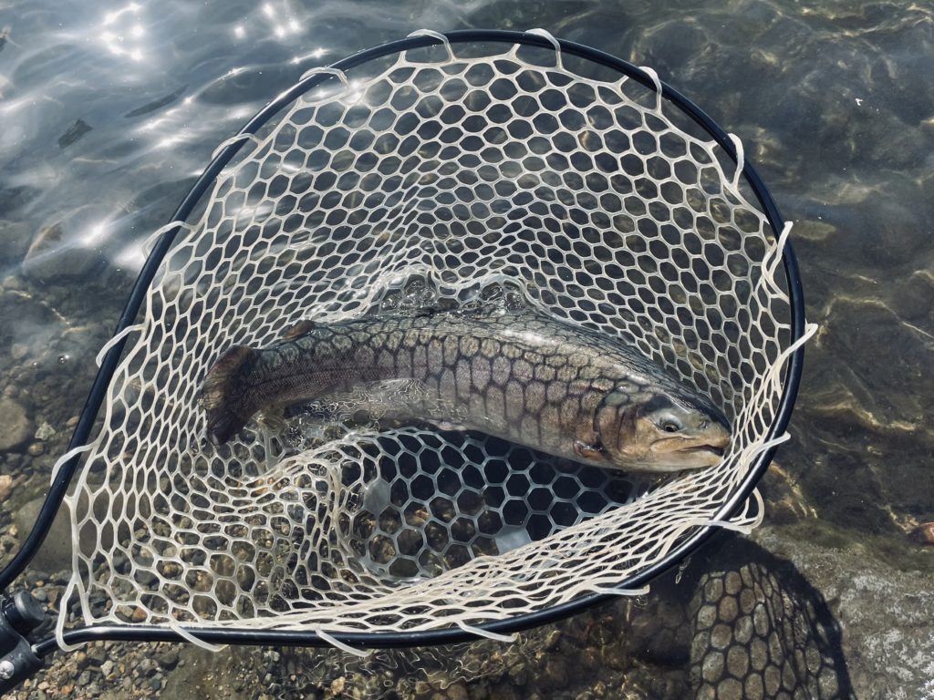 【驚ロック６０ｃｍ】全体