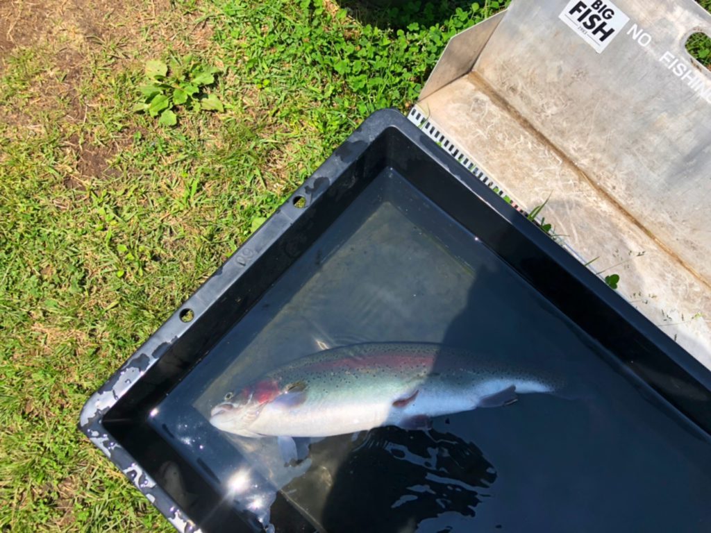 【頂鱒５７ｃｍ】全体