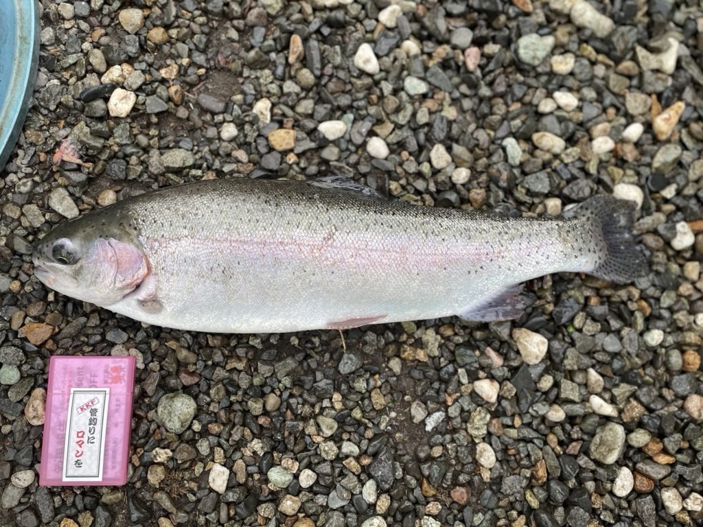 【頂鱒５２ｃｍ】全体
