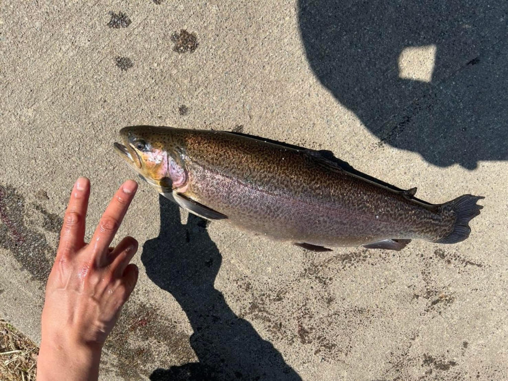 【驚ロック５５ｃｍ】全体