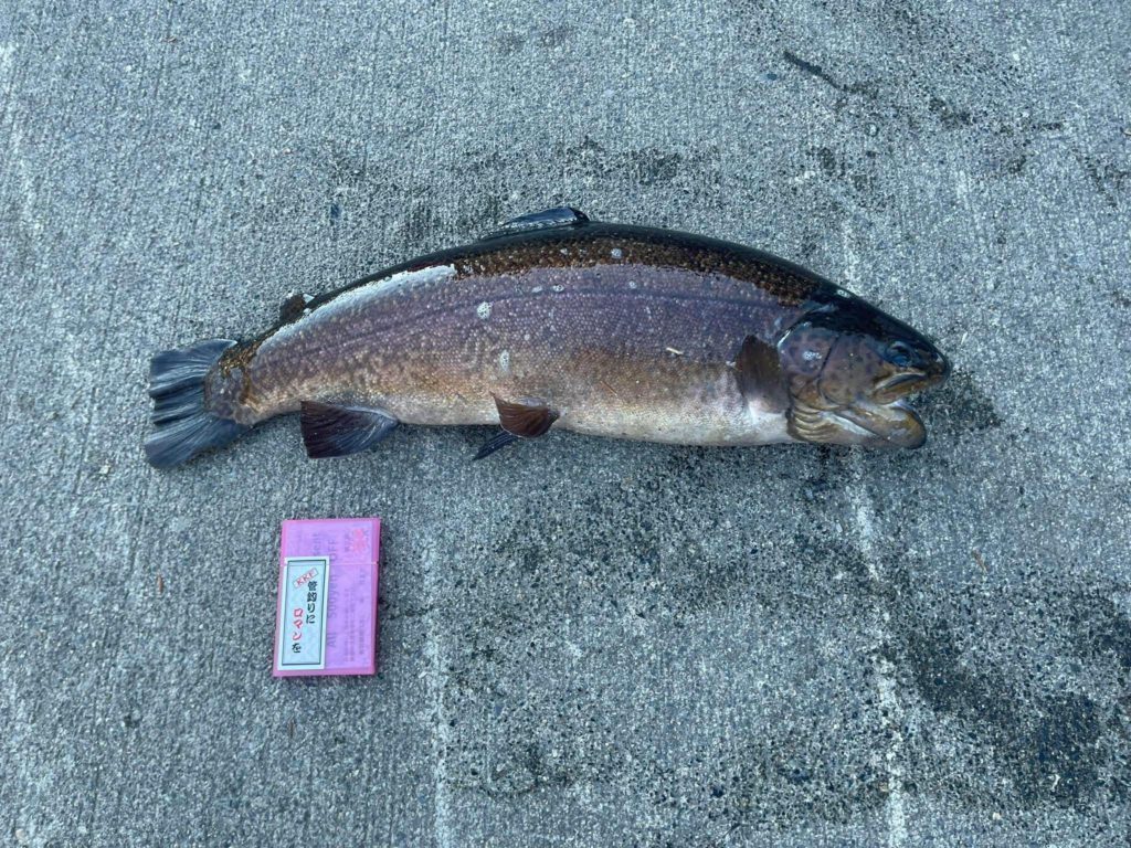 【驚ロック５６ｃｍ】全体