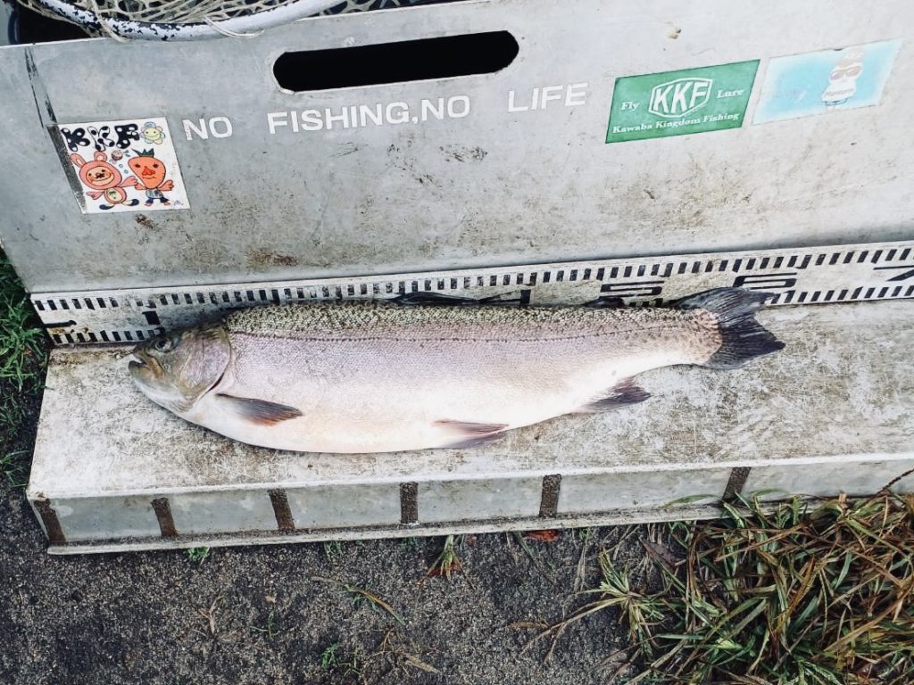 【驚ロック５５ｃｍ】全体