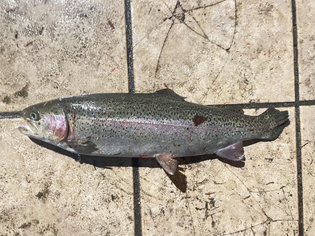 【頂鱒５０ｃｍ】全体