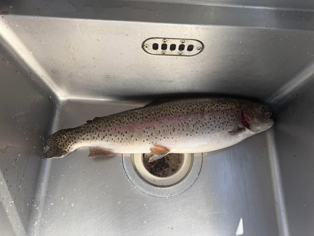 【頂鱒５６ｃｍ】全体