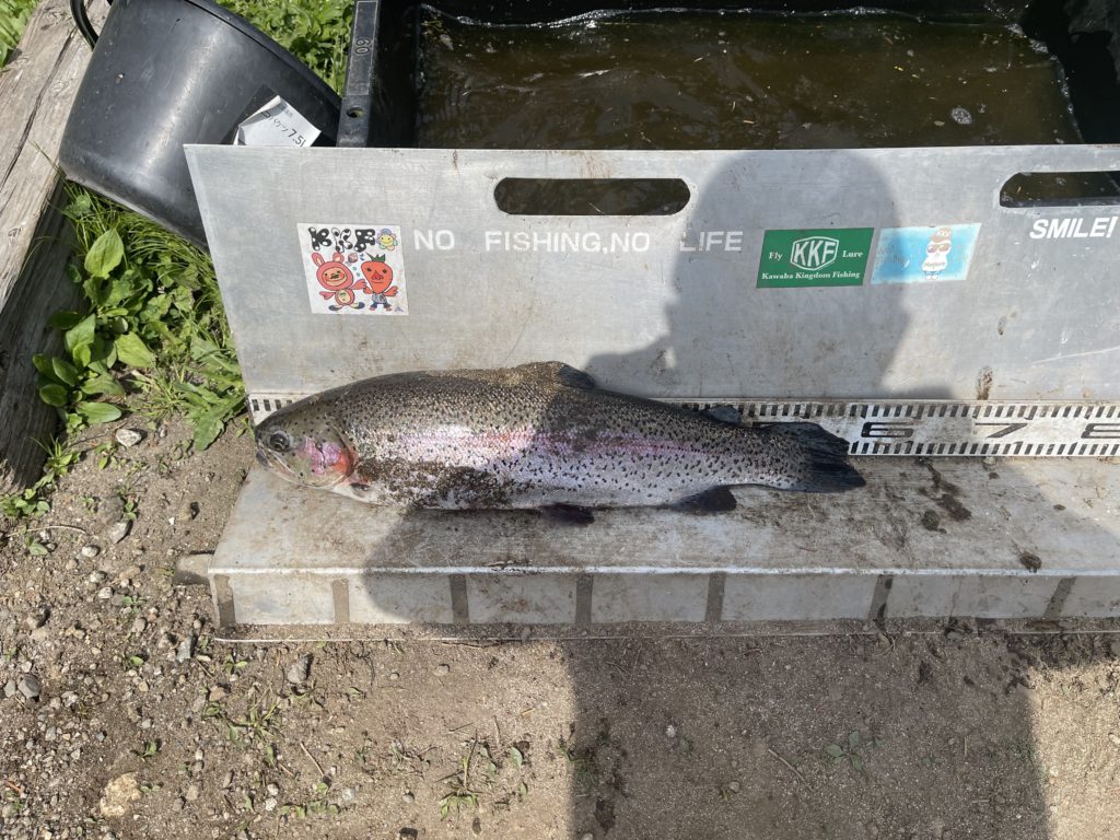 【頂鱒５４ｃｍ】全体