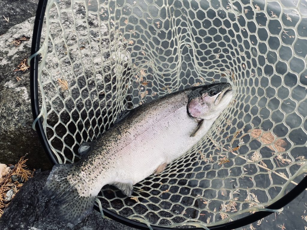 【頂鱒５４ｃｍ】全体