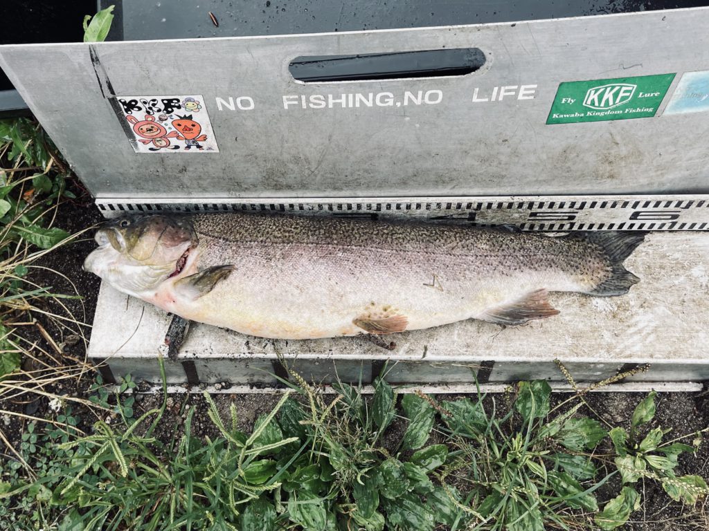 【驚ロック５８ｃｍ】全体