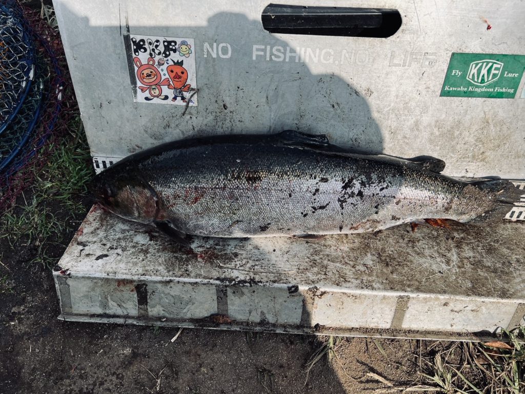 【頂鱒５８ｃｍ】全体