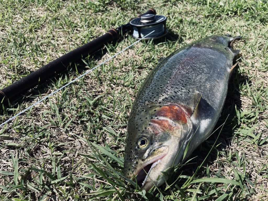 【頂鱒５５ｃｍ】全体