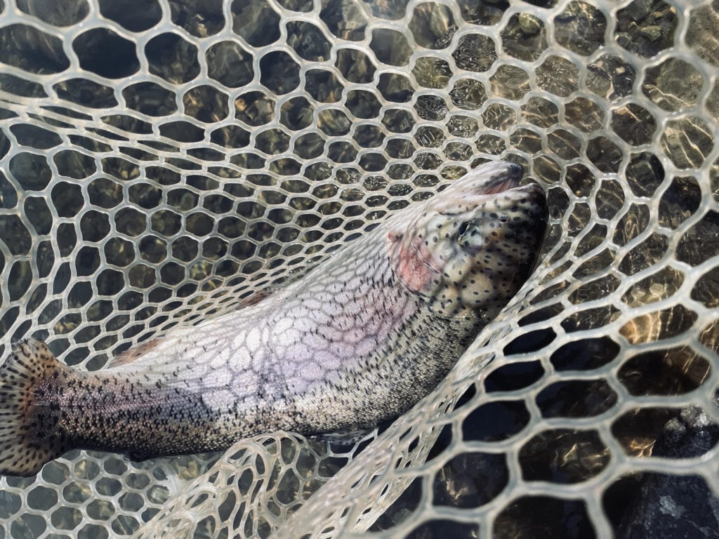 【頂鱒５３ｃｍ】全体