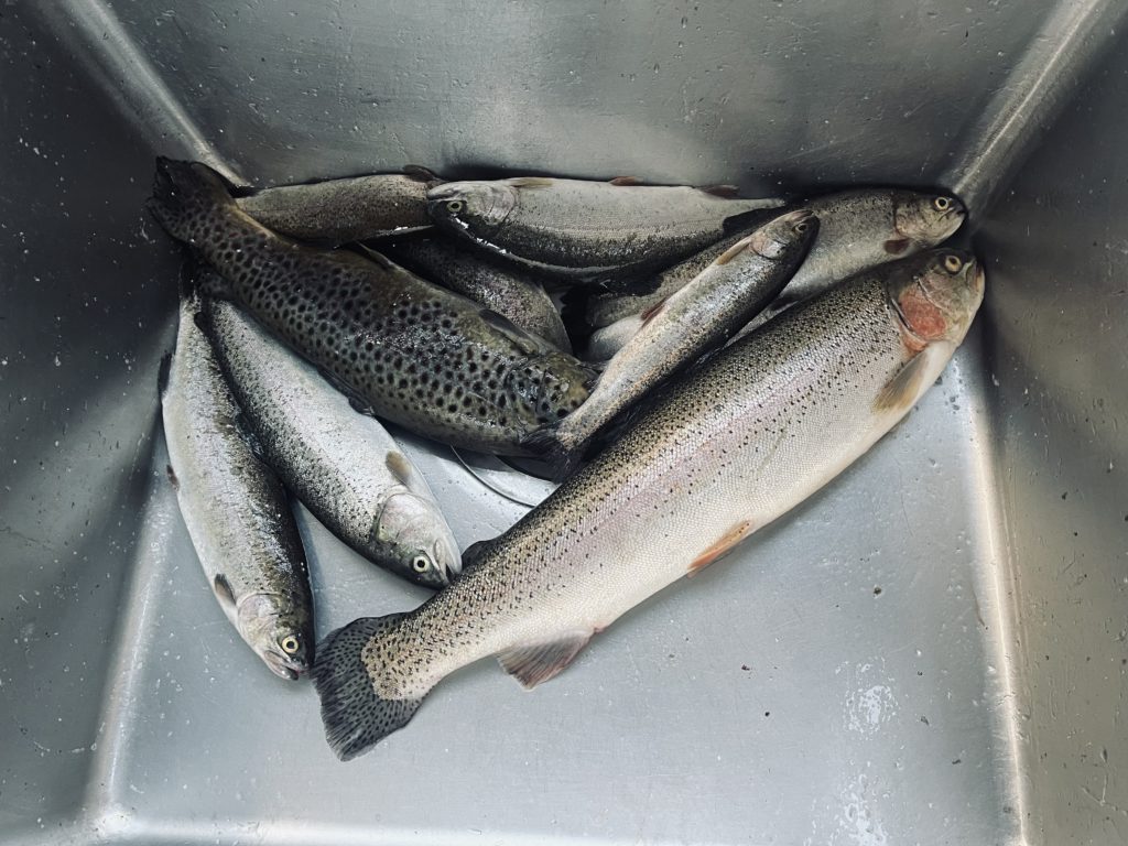 【頂鱒５１ｃｍ】全体