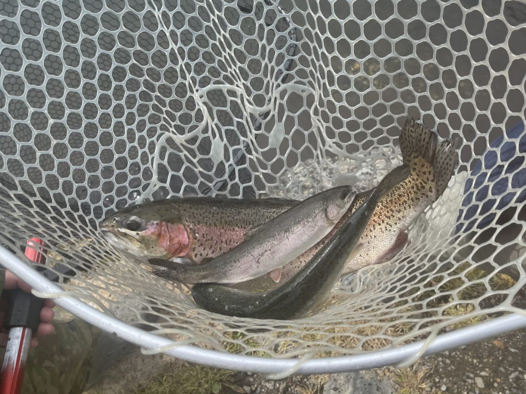 【頂鱒５７ｃｍ】全体