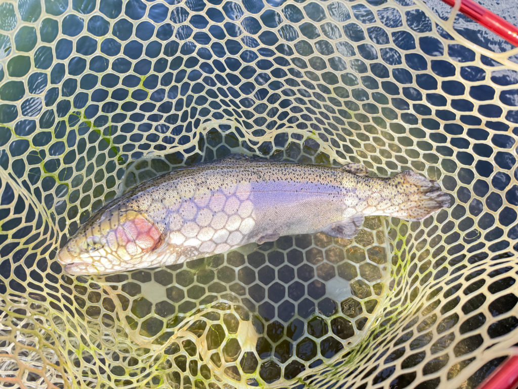 【頂鱒５３ｃｍ】全体