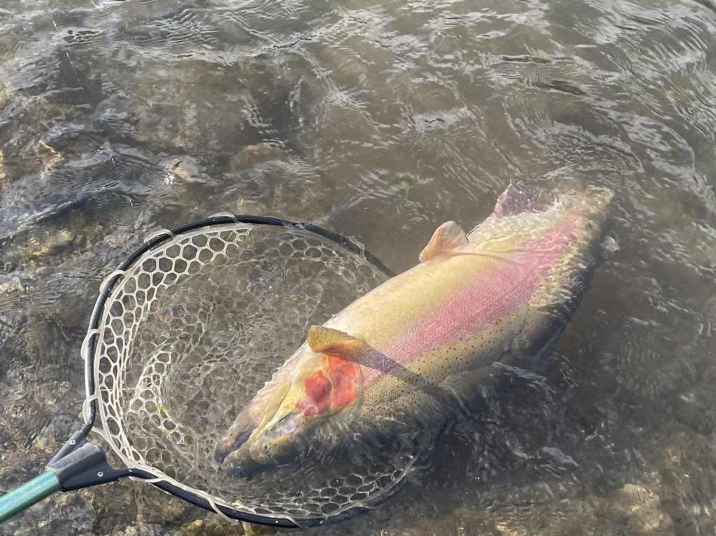 【頂鱒８０ｃｍ】全体