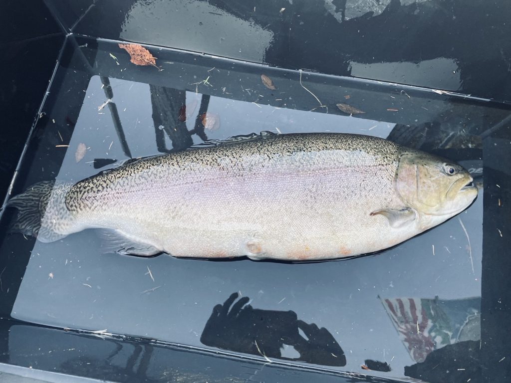 【驚ロック６８ｃｍ】全体