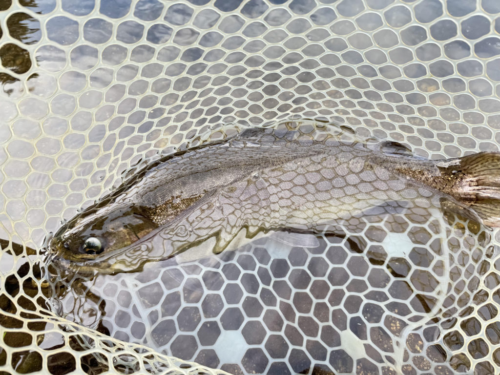 【驚ロック５４ｃｍ】全体