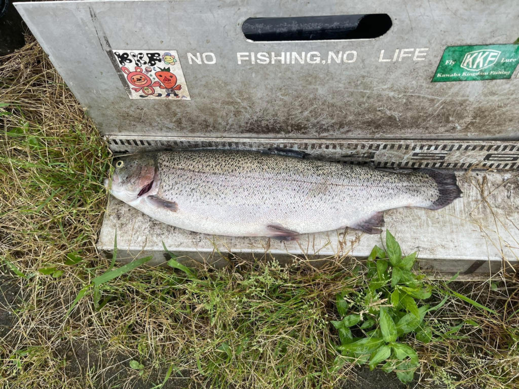 【頂鱒５４ｃｍ】全体