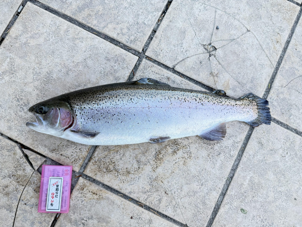 【頂鱒５７ｃｍ】全体