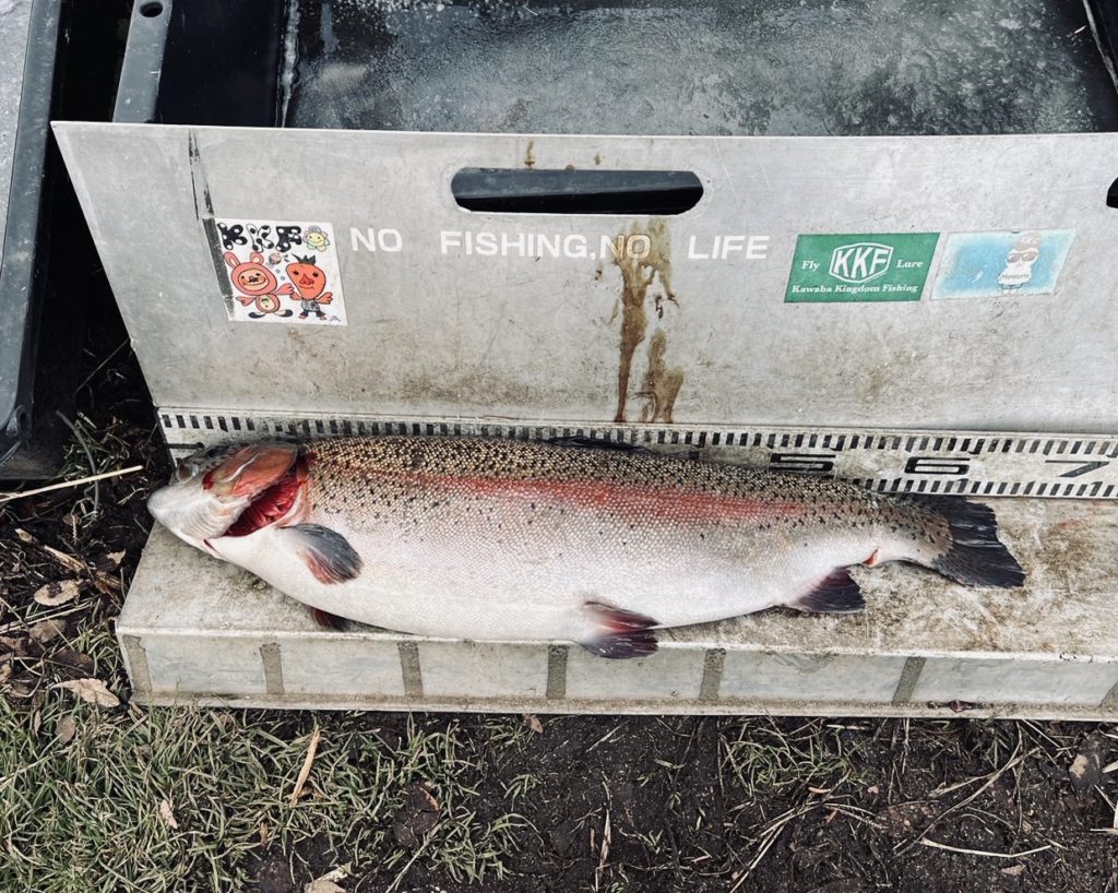 【頂鱒６３ｃｍ】全体