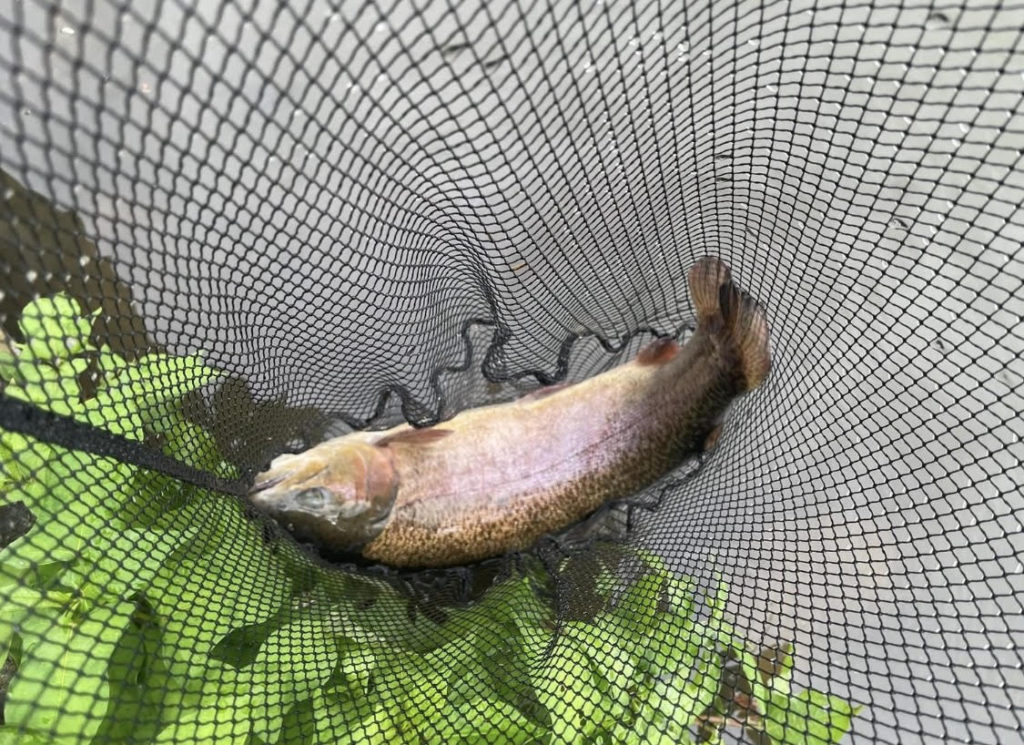 【驚ロック５２ｃｍ】全体