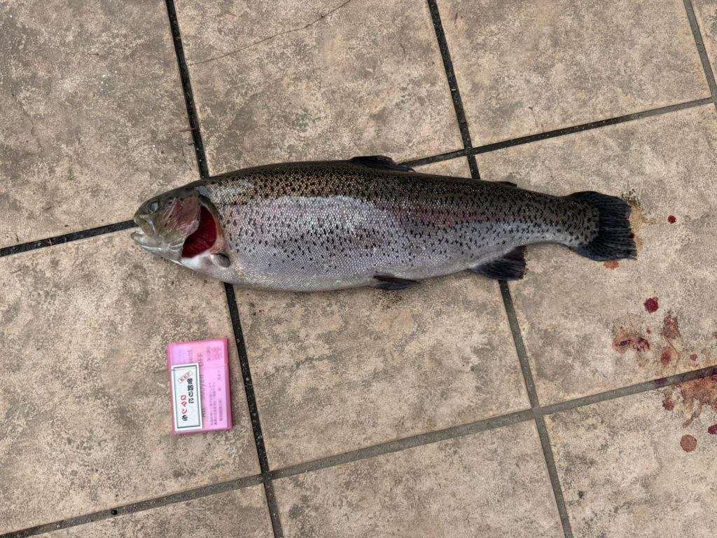【頂鱒５７ｃｍ】全体