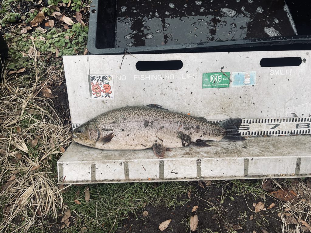 【驚ロック５８ｃｍ】全体