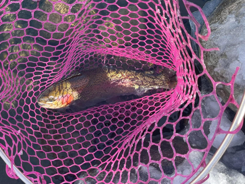 【頂鱒５５ｃｍ】全体