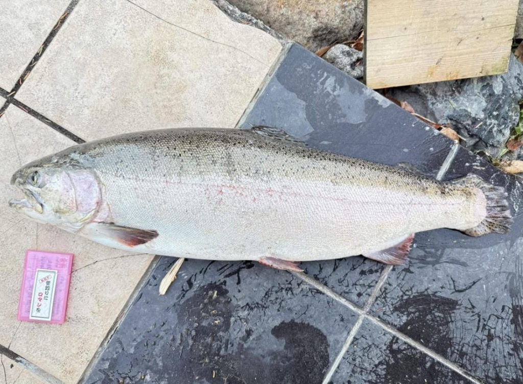 【頂鱒７６ｃｍ】全体